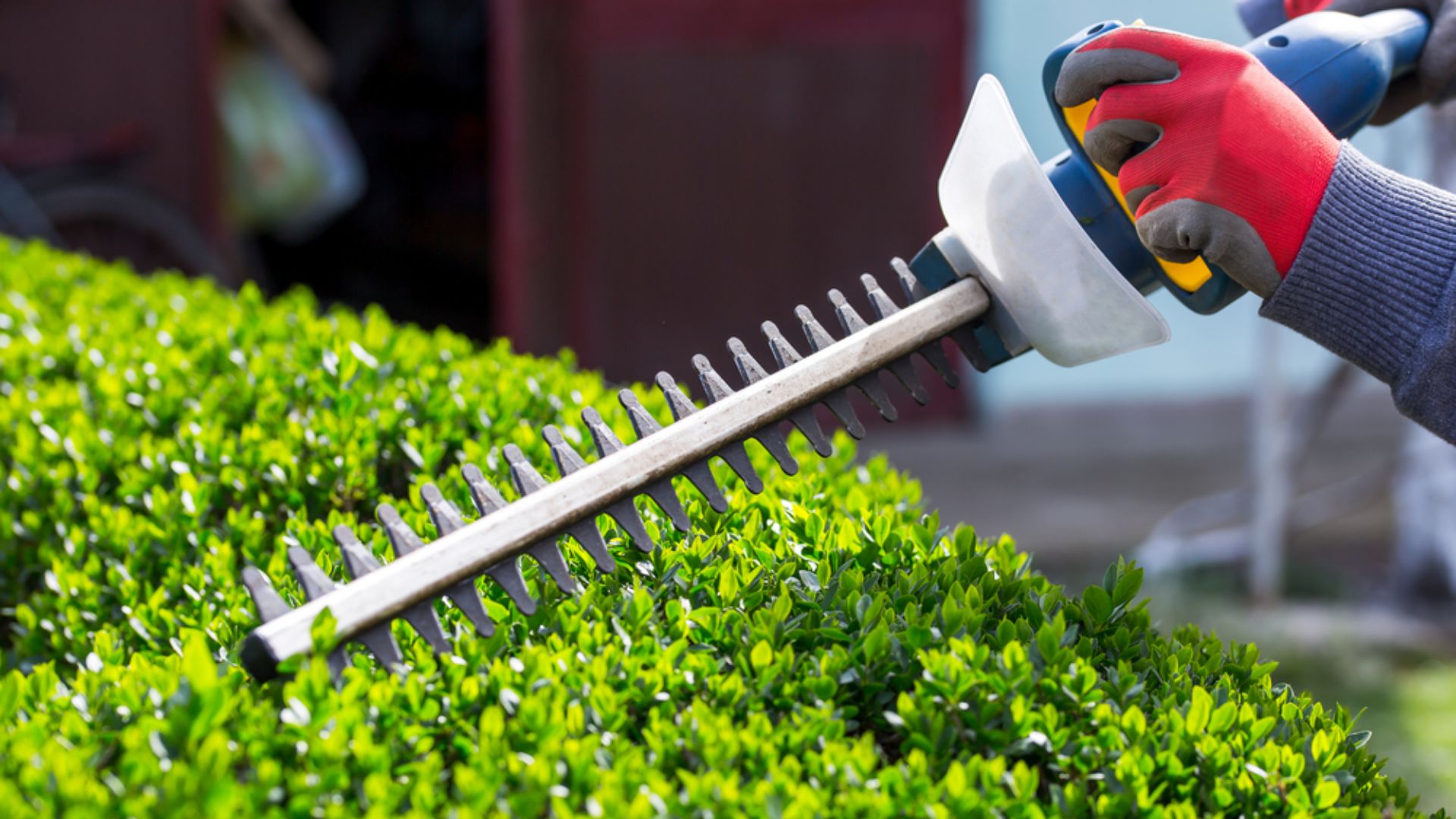 BUSH TRIMMING