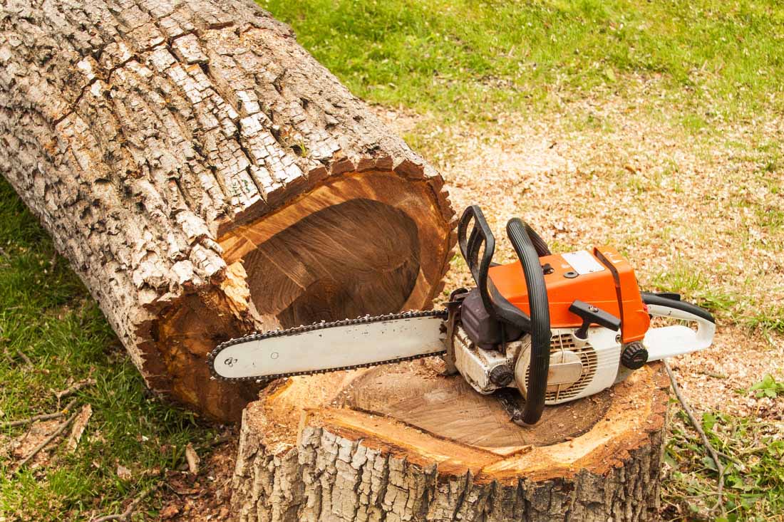 TREE REMOVAL